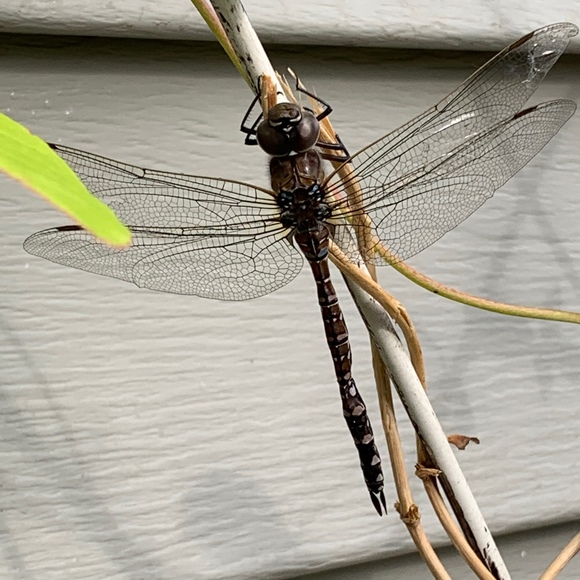 Meet your Posher, Cathy - Picture 1 of 1